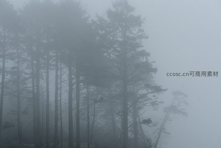 云雾缭绕松林，空灵意境沁人心脾