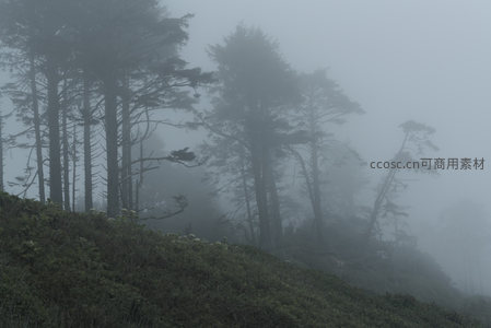 雾中山坡绿意，松林掩映如梦似幻