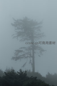 雾中孤松，静谧山林的诗意剪影