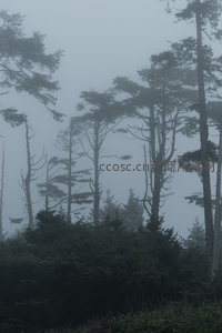 迷雾森林，树木轮廓朦胧如画