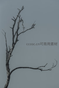 枯枝向天，苍凉天空下的生命残影