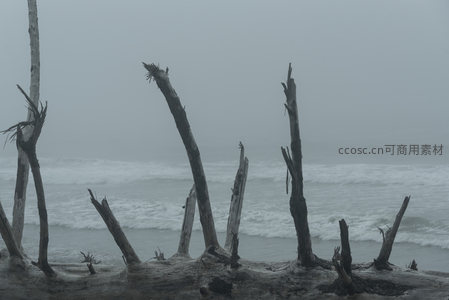 海岸枯木，海浪轻拍雾中沉寂