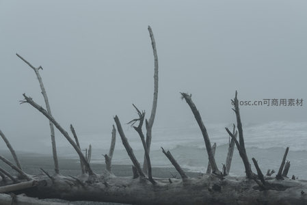 雾锁海岸，漂木静卧潮声低吟