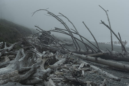 雾中海岸枯木，苍凉静谧的自然诗篇