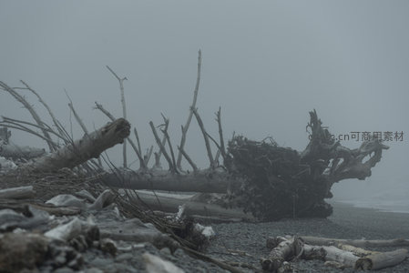 海雾弥漫，巨木遗骸静卧沙滩之上