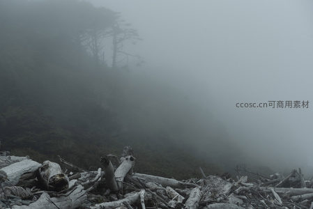 山雾缭绕，枯木堆叠如大地的伤痕