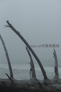雾海中的枯木群，如沉默的远古巨人
