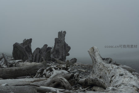 灰雾笼罩，朽木成林，时光凝固的海岸