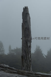 雾中孤木，静立海岸诉说沧桑