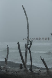 海边残枝，雾霭中勾勒自然线条