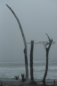 雾锁海岸，枯木如雕塑般矗立
