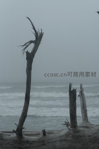 浪涛为伴，断枝在雾中静默守望