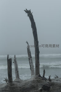 雾海孤影，朽木见证潮汐更迭