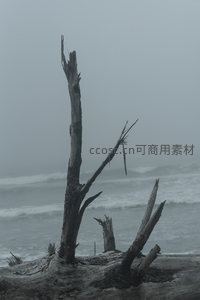 雾中海岸枯木，海浪拍打孤独枝干