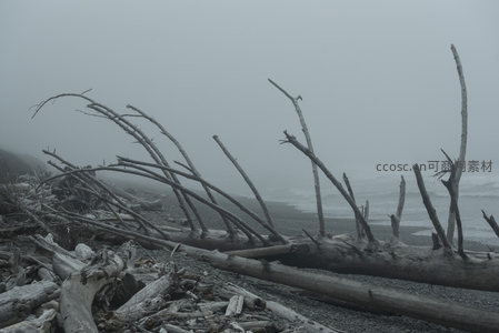迷雾海滩散落枯枝，如沉船残骸般静默