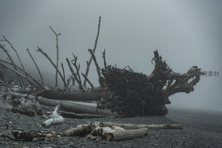 巨木残骸卧于雾滩，形态如龙骨神秘莫测