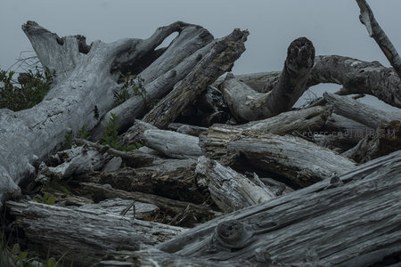 堆叠朽木与绿植共生，展现自然循环之美