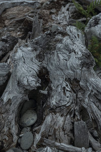 风化树根特写，纹理沧桑如岁月刻痕