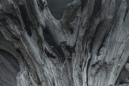 巨大树根的内部结构，展现自然雕刻艺术