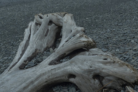 海岸边造型奇特的漂木，如大地之根
