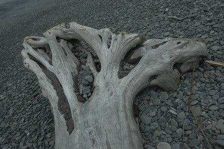 树根化石般的形态，静卧于卵石滩上