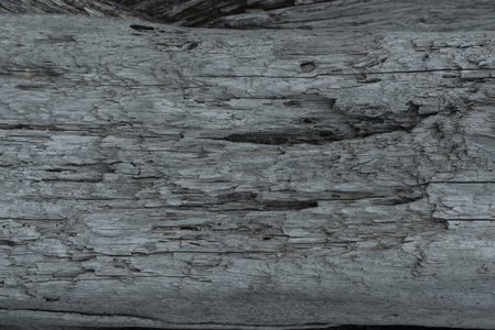 朽木横截面纹理细节清晰可见