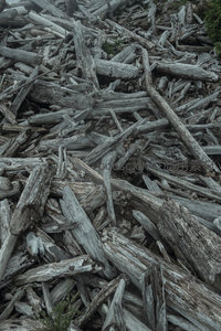 海滩上堆积如山的灰白浮木，纹理斑驳，诉说着岁月沧桑。