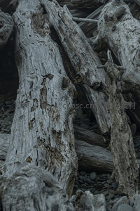 几根巨大的漂流木矗立在鹅卵石滩上，形态扭曲，饱经风霜。