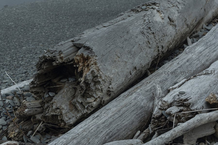 一根中空腐朽的原木横卧岸边，内部结构暴露，充满岁月感。