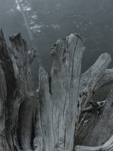 雾气弥漫的森林中，几株枯树残桩如雕塑般矗立，神秘而肃穆。