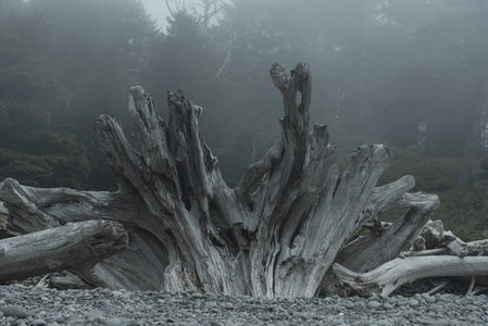 雾中海滩巨木根雕，自然鬼斧神工