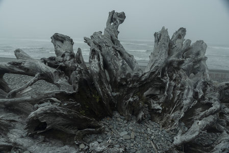 海浪拍岸旁的风化巨木，苍凉壮美