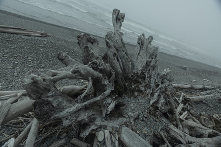 低角度仰望海滩枯木，如远古巨兽