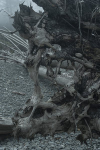 特写枯木孔洞与纹理，细节震撼人心