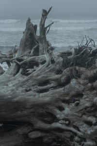 风暴前的海岸枯木，静待潮汐洗礼