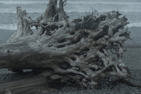 海岸巨木残骸，岁月雕琢的自然雕塑