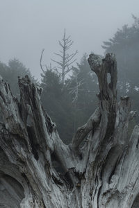 雾中枯树，如远古巨兽的沉默脊梁