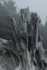 苍劲树桩，雾霭中的时间纪念碑