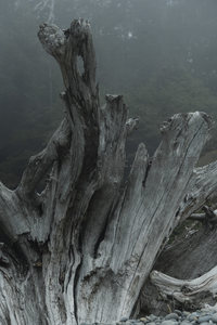 迷雾森林里的枯木图腾，沧桑而庄严