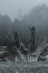雾锁海滩，巨木残根静卧石滩之上
