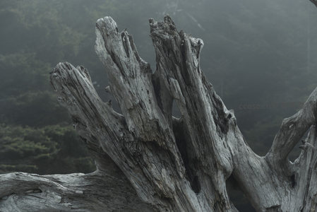 雾中枯木，沧桑岁月的静默见证