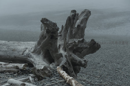 海岸巨木，浪花与卵石间的沉默雕塑