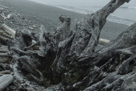 根系盘踞，黑沙海滩上的生命遗迹