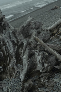 潮汐之畔，朽木与鹅卵石的灰色交响