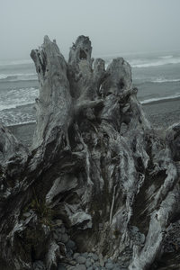 浪涛为伴，屹立海边的沧桑树桩