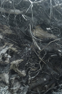 海岸枯木根系特写，自然风化纹理