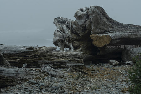 巨形漂流木横卧海岸，形态奇特