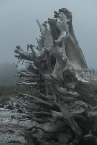 雾中枯树雕塑，如远古巨兽遗骸