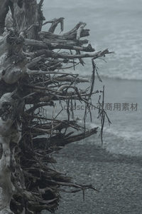 海边枯木剪影，浪花轻拍岸边