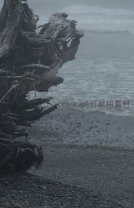 海岸巨木残骸，雾锁海天一线